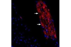 Expression of Periaxin in rat spinal dorsal root entry zoneImmunohistochemical staining of rat spinal dorsal root entry zone frozen sections using Guinea pig Anti-Periaxin Antibody (ABIN7581946). (Periaxin (PRX) Peptide)