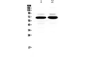 Western blot analysis of splicing factor 1 using anti-splicing factor 1 antibody . (Splicing Factor 1 anticorps  (AA 160-266))