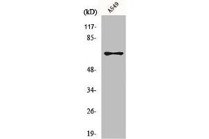 Western Blot analysis of A549 cells using MNT Polyclonal Antibody