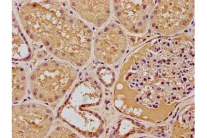 IHC image of ABIN7139835 diluted at 1:100 and staining in paraffin-embedded human kidney tissue performed on a Leica BondTM system. (FOXO4 anticorps  (AA 45-63))
