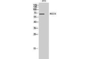 Western Blotting (WB) image for anti-Regulator of G-Protein Signaling 14 (RGS14) (Internal Region) antibody (ABIN3177207) (RGS14 anticorps  (Internal Region))