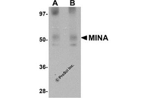 Western Blotting (WB) image for anti-MYC Induced Nuclear Antigen (MINA) (N-Term) antibody (ABIN1031457) (MINA anticorps  (N-Term))