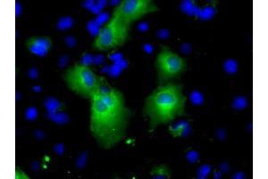Image no. 2 for anti-phosphodiesterase 4A, CAMP-Specific (PDE4A) antibody (ABIN1500090) (PDE4A anticorps)