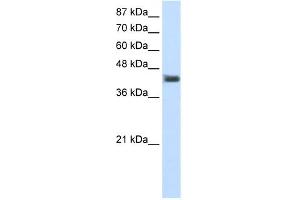 WB Suggested Anti-POU4F1 Antibody Titration:  1. (POU4F1 anticorps  (C-Term))