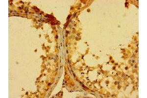 Immunohistochemistry of paraffin-embedded human testis tissue using ABIN7153835 at dilution of 1:100