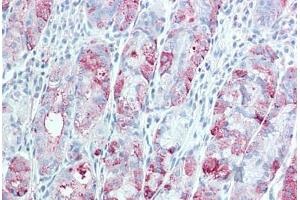 Anti-TSPAN13 antibody  ABIN960830 IHC staining of human stomach.