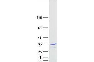 Validation with Western Blot