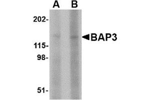 Western Blotting (WB) image for anti-BAI1-Associated Protein 3 (BAIAP3) (N-Term) antibody (ABIN1031690)