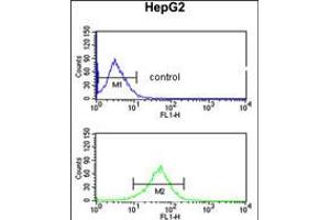 Flow cytometric analysis of HepG2 cells (bottom histogram) compared to a negative control cell (top histogram). (AGPAT3 anticorps  (AA 241-269))
