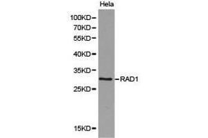 Western Blotting (WB) image for anti-Cell Cycle Checkpoint Protein RAD1 (RAD1) antibody (ABIN1875402) (RAD1 anticorps)