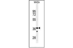 Western blot analysis of GXYLT1 / GLT8D3 Antibody (C-term) in WiDr cell line lysates (35ug/lane). (GXYLT1 anticorps  (C-Term))