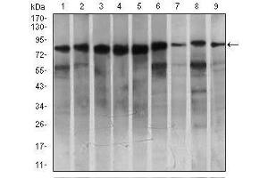 Western blot analysis using MARK3 mouse mAb against HeLa (1), SK-N-SH (2), K562 (3), HCT116 (4), HEK293 (5), 3T3L1 (6), NIH3T3 (7), Jurkat (8), and A431 (9) cell lysate. (MARK3 anticorps  (AA 435-658))