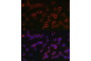 Immunofluorescence analysis of U-937 cells using TNFRSF17 Rabbit pAb (ABIN7271066) at dilution of 1:150 (40x lens).