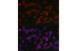Immunofluorescence analysis of U-937 cells using TNFRSF17 Rabbit pAb (ABIN7271066) at dilution of 1:150 (40x lens). (BCMA anticorps  (AA 1-100))