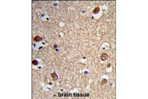 Formalin-fixed and paraffin-embedded human brain tissue reacted with ACTR5 Antibody , which was peroxidase-conjugated to the secondary antibody, followed by DAB staining. (ACTR5 anticorps  (C-Term))