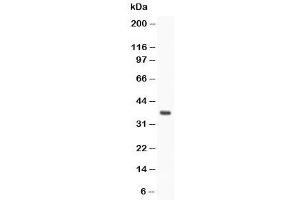 Western blot testing of Stra8 antibody and rat testis