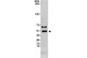 Western blot analysis of BHLHE40 in whole cell lysate from HeLa (50 ug) using BHLHE40 polyclonal antibody  at 0. (BHLHE40 anticorps  (C-Term))