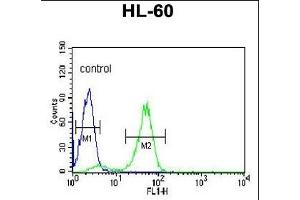 POLG2 Antibody (C-term) (ABIN1882118 and ABIN2839456) flow cytometric analysis of HL-60 cells (right histogram) compared to a negative control cell (left histogram). (POLG2 anticorps  (C-Term))