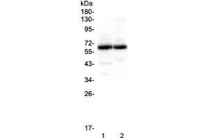 Western blot testing of 1) rat brain and 2) mouse brain lysate with SYT1 antibody at 0. (SYT1 anticorps)