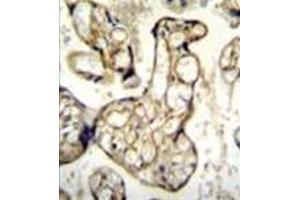 Formalin fixed and paraffin embedded human placenta tissue reacted with Endothelin-1  Antibody  followed by peroxidase conjugation of the secondary antibody and DAB staining.