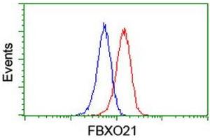 Image no. 3 for anti-F-Box Protein 21 (FBXO21) antibody (ABIN1498237) (FBXO21 anticorps)