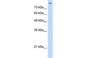 WB Suggested Anti-MATR3 Antibody Titration:  2.