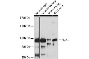 anti-Frizzled Family Receptor 1 (Fzd1) (AA 210-320) antibody