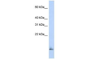 SCGB1A1 antibody used at 1 ug/ml to detect target protein. (SCGB1A1 anticorps)