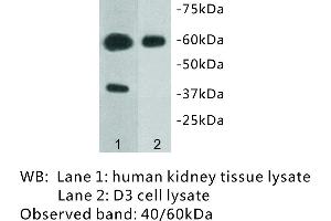 Image no. 1 for anti-Transmembrane Protein 57 (TMEM57) antibody (ABIN1112937) (TMEM57 anticorps)