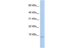WB Suggested Anti-HSBP1 Antibody Titration:  0.