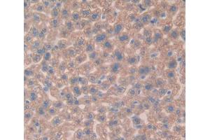 IHC-P analysis of Mouse Tissue, with DAB staining. (Vitamin D-Binding Protein anticorps  (AA 205-403))