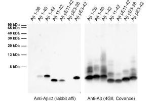 ECL detection of different synthetic Abeta species with anti-Abeta 42 (dilution 1 : 1000) and a commercially available monoclonal anti-Abeta antibody (4G8, Covance, dilution: 1 : 3000).