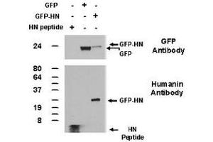 Western blot performed from 100ng of synthetic Humanin peptide and from 50 ug of total lysates of 293 cells transfected with plasmids encoding GFPc1 or GFP-Humanin using Humanin polyclonal antibody . (Humainin anticorps  (AA 9-24))