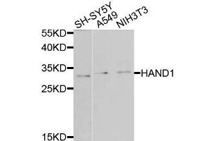 Western blot analysis of extracts of various cells, using HAND1 antibody. (HAND1 anticorps)