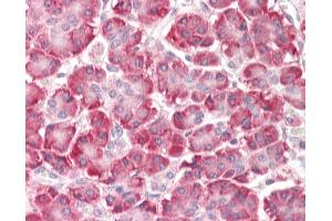Anti-C9orf116 antibody IHC staining of human pancreas. (C9ORF116 anticorps  (N-Term))