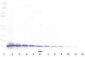 Image no. 1 for anti-Chemokine (C-C Motif) Ligand 21 (CCL21) antibody (ABIN465507) (CCL21 anticorps)