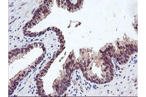 Image no. 7 for anti-Ubiquitin Specific Peptidase 10 (USP10) antibody (ABIN1501689) (USP10 anticorps)