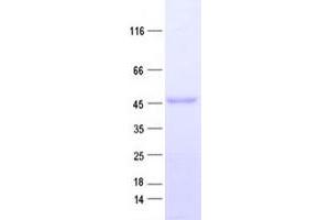 Validation with Western Blot