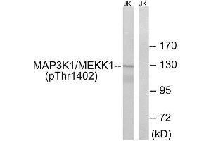 Western Blotting (WB) image for anti-Mitogen-Activated Protein Kinase Kinase Kinase 1 (MAP3K1) (pThr1402) antibody (ABIN1847608) (MAP3K1 anticorps  (pThr1402))