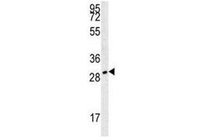 TPSAB1 antibody western blot analysis in 293 lysate. (TPSAB1 anticorps  (AA 61-87))