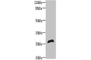 Western blot All lanes: RTP2 antibody at 8 μg/mL + Mouse liver tissue Secondary Goat polyclonal to rabbit IgG at 1/10000 dilution Predicted band size: 27 kDa Observed band size: 27 kDa (RTP2 anticorps  (AA 1-196))