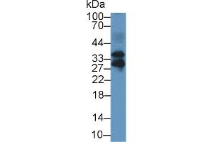 Detection of FSTL3 in Mouse Lung lysate using Polyclonal Antibody to Follistatin Like Protein 3 (FSTL3) (FSTL3 anticorps  (AA 24-256))