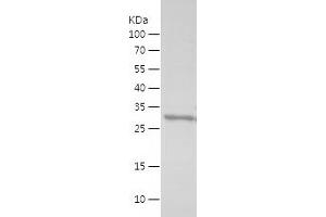 Western Blotting (WB) image for Fused in Sarcoma (FUS) (AA 287-376) protein (His-IF2DI Tag) (ABIN7123020)