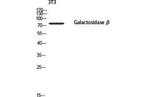 Western Blot (WB) analysis of 3T3 using Galactosidase beta antibody. (GLB1 anticorps)