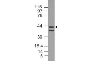 Image no. 1 for anti-DNA (Cytosine-5-)-Methyltransferase 3 Like (TRDMT1) (AA 120-350) antibody (ABIN5027164) (DNMT3L anticorps  (AA 120-350))