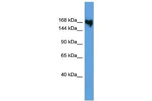 WB Suggested Anti-COL5A1 Antibody Titration: 0. (COL5A1 anticorps  (N-Term))