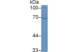 Western Blot; Sample: Mouse Cerebrum lysate; Primary Ab: 2µg/ml Rabbit Anti-Mouse HSPA1A Antibody Second Ab: 0.