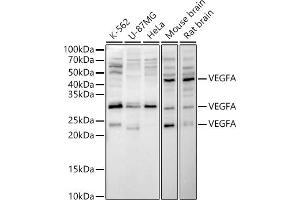 Western blot analysis of extracts of various cell lines, using VEGFA antibody (ABIN6128907, ABIN6150083, ABIN6150084 and ABIN6215912) at 1:1000 dilution.