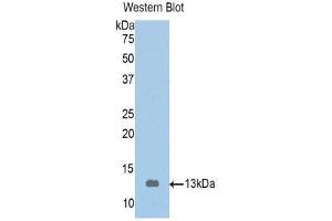 Western Blotting (WB) image for anti-Tropomodulin 1 (TMOD1) (AA 39-138) antibody (ABIN1860780) (Tropomodulin 1 anticorps  (AA 39-138))