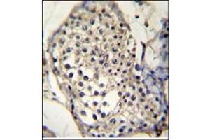 Immunohistochemistry analysis in Formalin Fixed, Paraffin Embedded Human testis tissue stained with SELV antibody (C-term) followed by peroxidase conjugation of the secondary antibody and DAB staining. (Selenoprotein V anticorps  (C-Term))